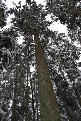 シュヴァルツヴァルト「黒い森」タンネ　欧州モミ　アビエス・アルバ　国有林散策　ロースブルク
