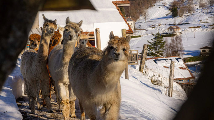 Montagne des Lamas Vosges