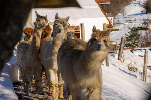 Activité insolite avec des alpagas dans la neige à proximité de Gérardmer et des crêtes.