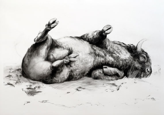 Bisonstudie IV, Kreide auf Papier, 2025, 100 x 70 cm