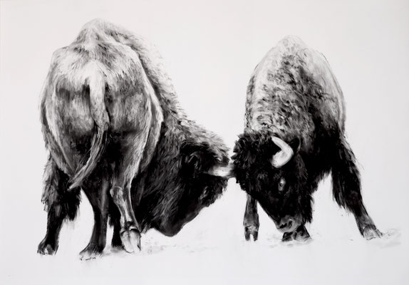 Bisonstudie VI, Kreide auf Papier, 2025, 100 x 70 cm