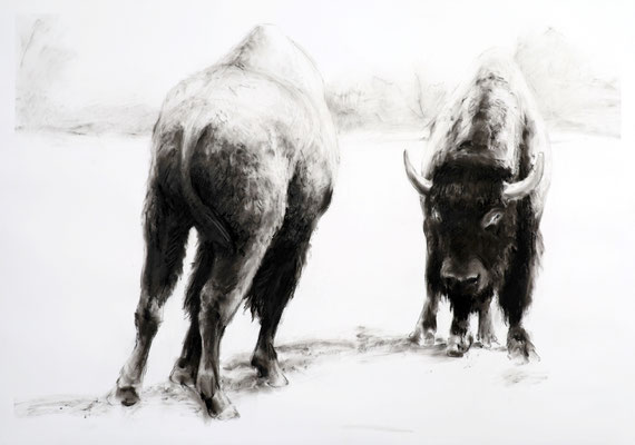 Bisonstudie III, Kreide auf Papier, 2025, 100 x 70 cm