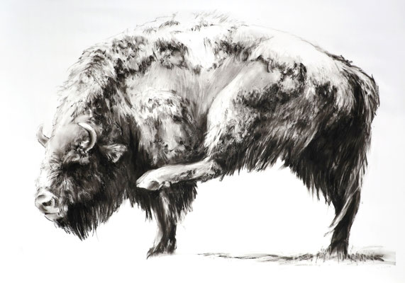 Bisonstudie V, Kreide auf Papier, 2025, 100 x 70 cm