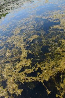 Robbins Pondweed. Dominant in coves.