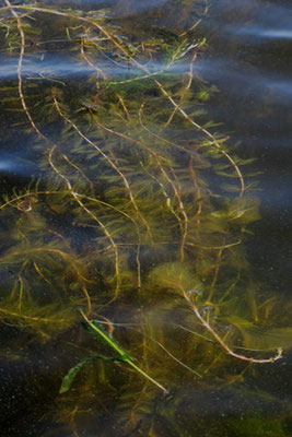 Eurasian water-milfoil.