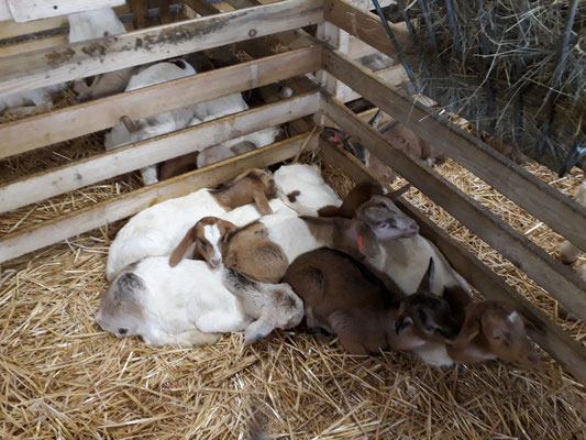 Ziegenbabys kuscheln sich ein