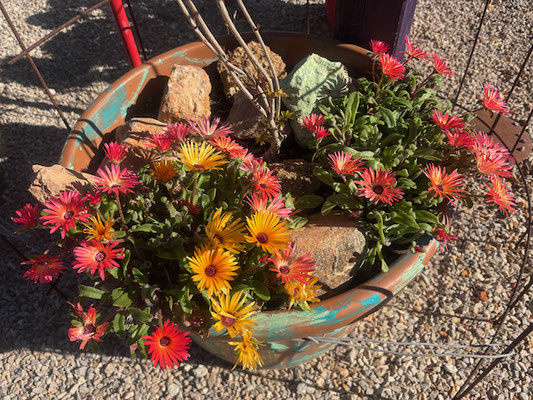 Mittagsblumen