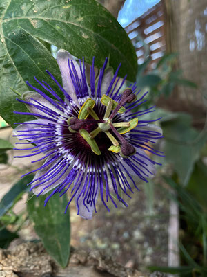 Passiflora