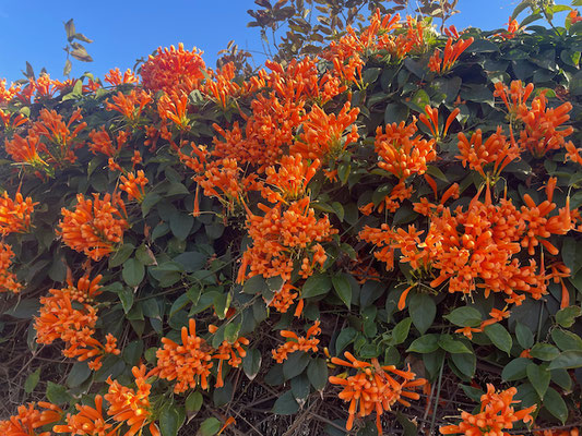 Pyrostegia