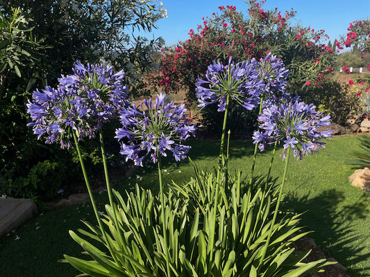 Agapanthus