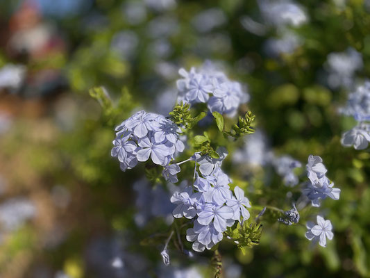 Plumbago