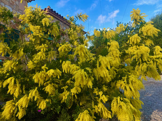 Mimose