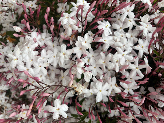 Jasmin