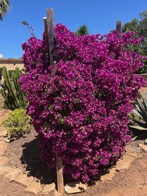 Bouganinvillea