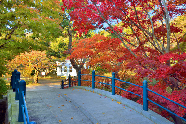 ７０３　函館公園白河橋の秋