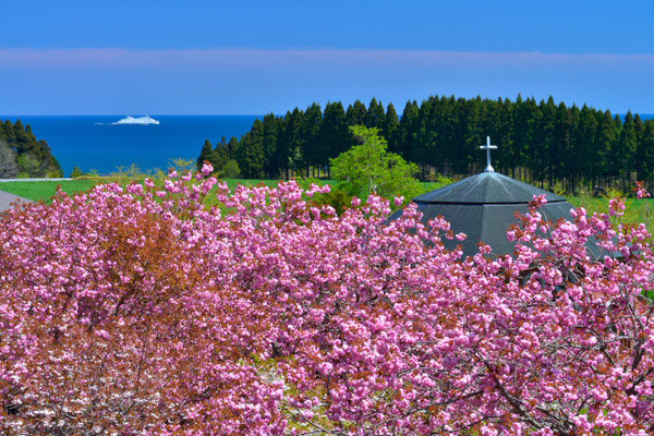 礼拝堂と八重桜と津軽海峡