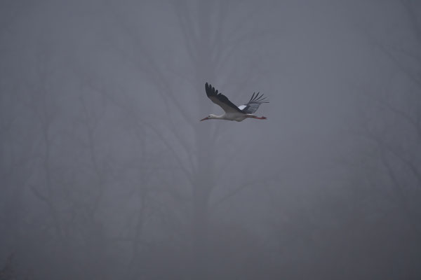 STorch im Nebel (Reinheimer Teich 22)