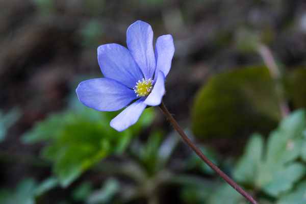 Leberblümchen