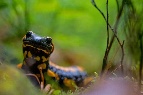 Feuersalamander. Erbach. Mai 22.