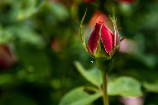 Rose aus Omis Garten