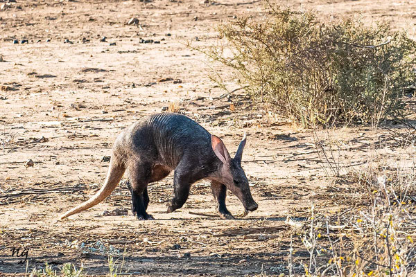 Erdferkel Namibia 2019