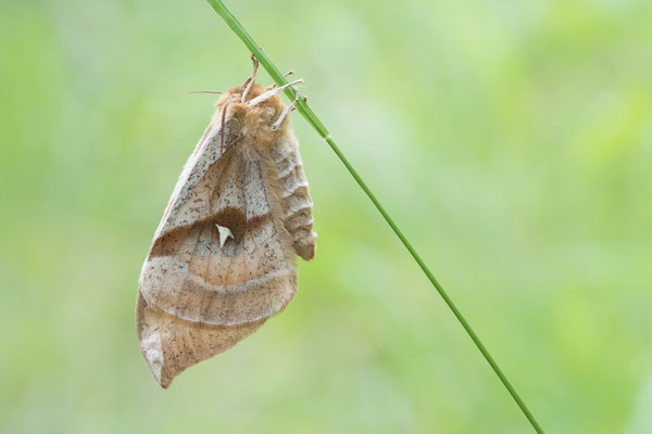 Nagelfleck (Aglia tau)