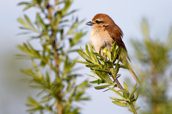 Braunwürger (Lanius cristatus) - Weibchen