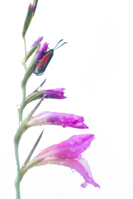 Beilfleck-Widderchen (Zygaena loti) auf Illyrischer Siegwurz (Gladiolus illyricus)