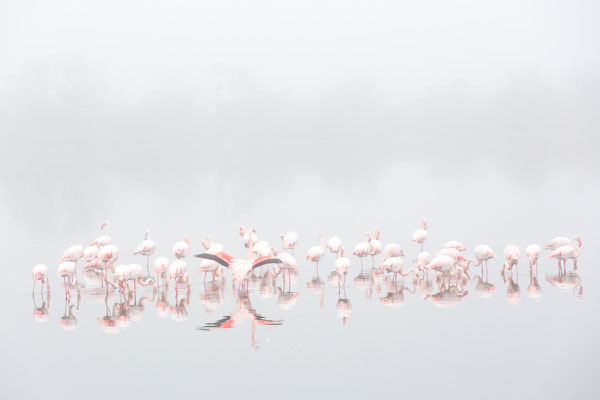 Flamingos im Nebel