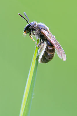 Furchenbiene (Lasioglossum sp.)