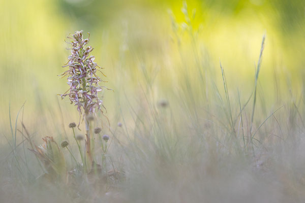 Bocks-Riemenzunge (Himantoglossum hircinum)