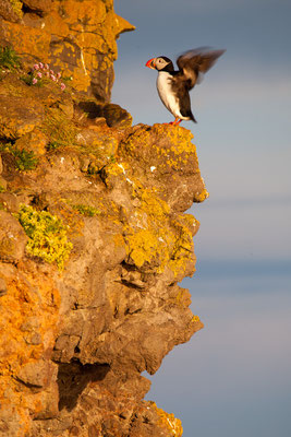 Papageitaucher am Latrabjarg