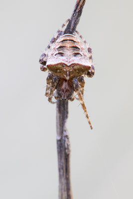 Zweihöckerige Kreuzspinne (Gibbaranea bituberculata)