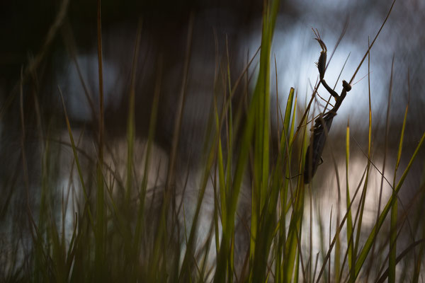 Gottesanbeterin (Mantis religiosa)