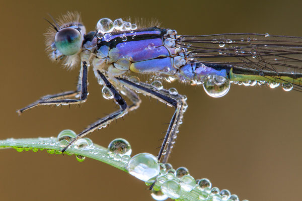 Pechlibelle mit Morgentau