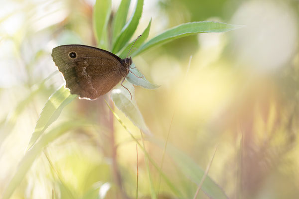 Blauäugige Waldportier (Minois dryas)