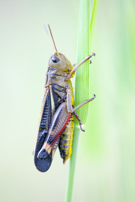 Große Höckerschrecke - Arcyptera fusca