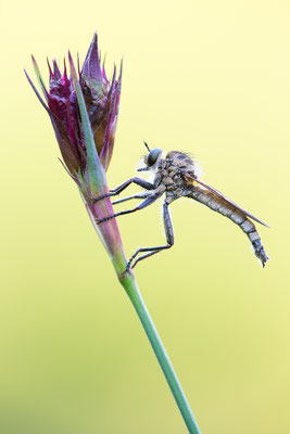 Kerbzangen-Raubfliege (Dysmachus fuscipennis)