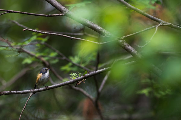 Blauschwanz (Tarsiger cyanurus)