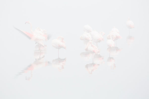 Flamingos im Nebel