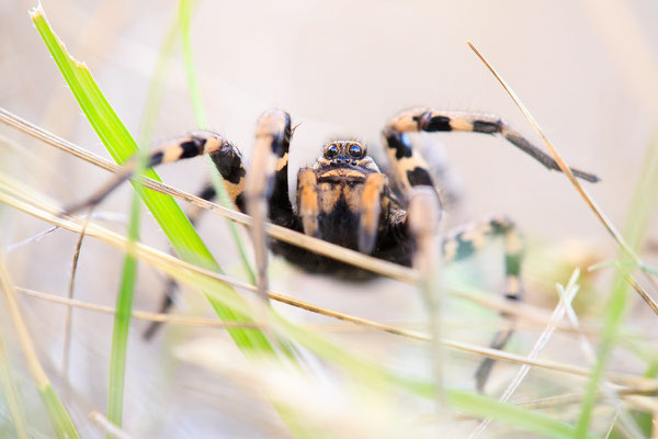 Apulische Tarantel (Lycosa tarantula)