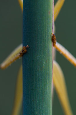 Großes Heupferd - Tettigonia viridissima