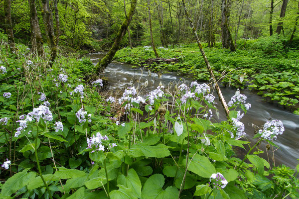 Wutachschlucht