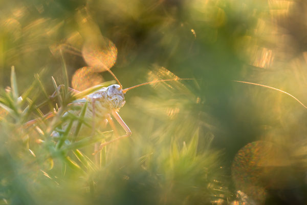 Steppen-Sattelschrecke (Ephippiger ephippiger)