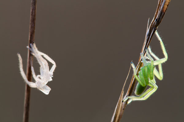 Grüne Huschspinne (Micrommata virescens)