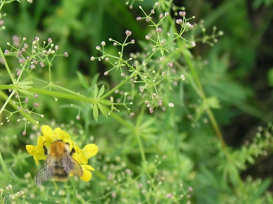 Sommerwiese bei Fulda