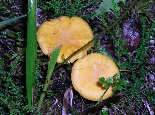 Pfifferlinge im Wald bei Hannover