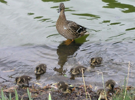 Entenfamilie beim Baden - © Blockhaus-Kuusamo