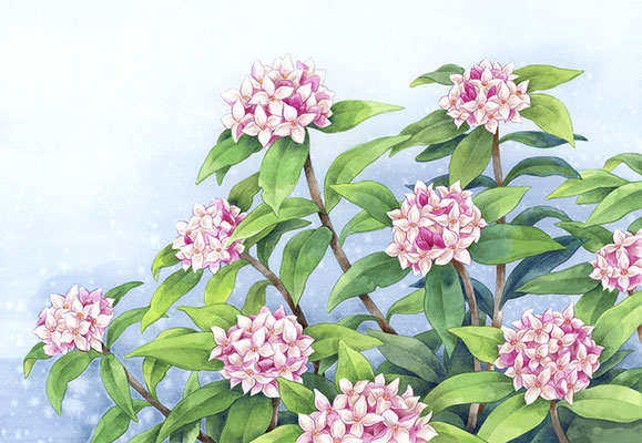 「沈丁花」
