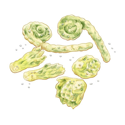 山菜の天ぷら
